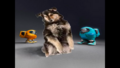 A frame from "We No Speak Americano - Just Dance 4", featuring the dog surrounded by Among Us Drip.
